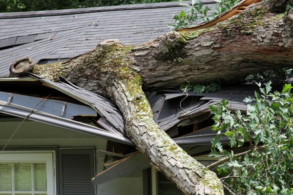 Storm Remediation in Meridian