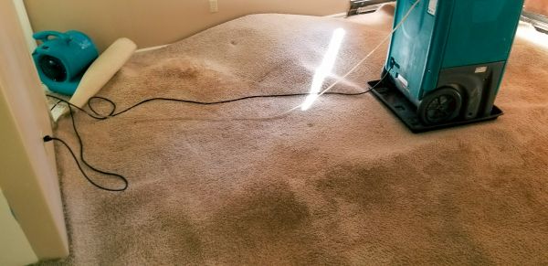 Carpet Water Extraction in Meridian